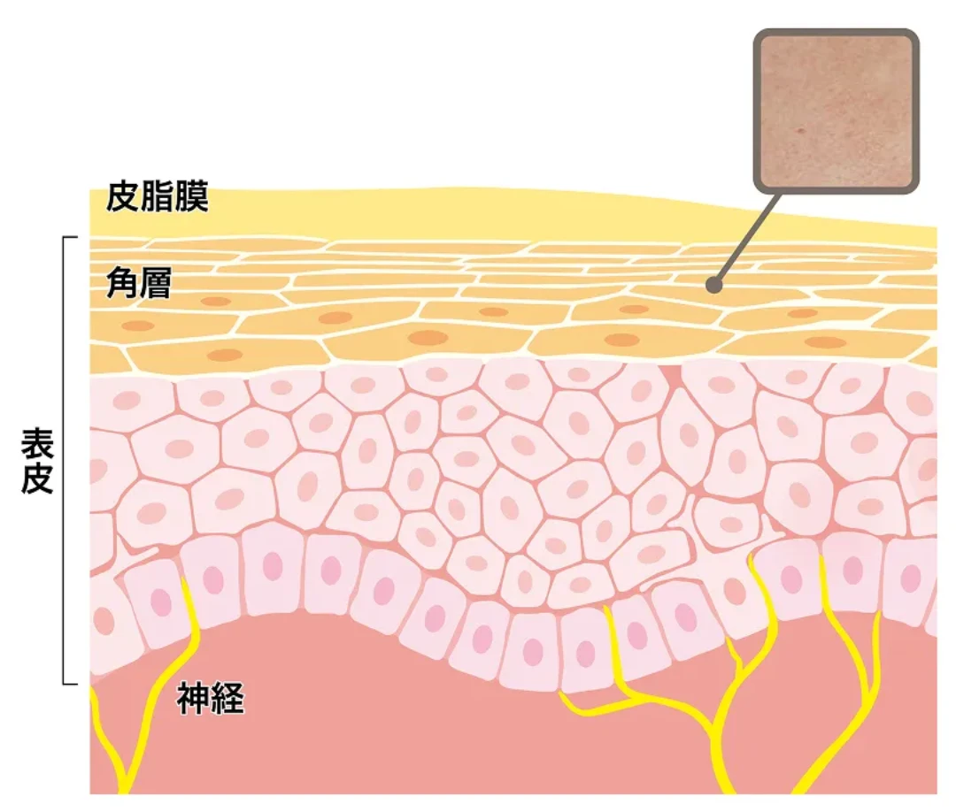 正常な皮膚内部
