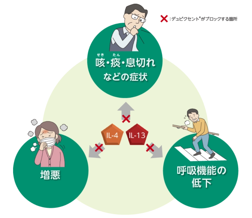 デュピクセントのはたらきとは
