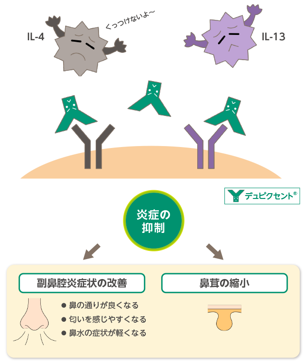 図1. デュピクセント®で治療すると、以下の効果が期待できます