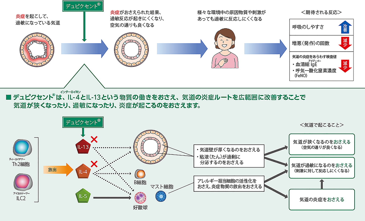 図1. デュピクセント®の働き