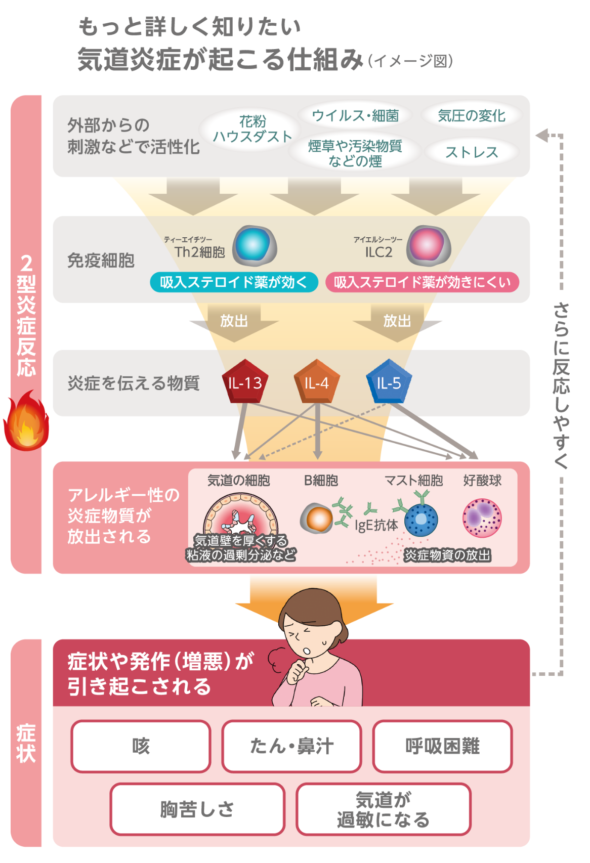 外部からの花粉、ハウスダスト、ウイルス、細菌、気圧の変化、煙草や汚染物質などの煙、ストレスなどの刺激によりTh2細胞やILC2の免疫細胞が活性化、IL-13、IL-4、IL-5といった炎症を伝える物質が放出され、さらにアレルギー性の炎症物質が放出されます。この一連の反応を2型炎症反応といい、2型炎症反応により咳、たん・鼻汁、呼吸困難、胸苦しさ、気道過敏性等の喘息の症状や発作、症状の増悪が引き起こされます。